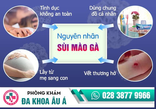 NGUYÊN NHÂN GÂY RA SÙI MÀO GÀ?
